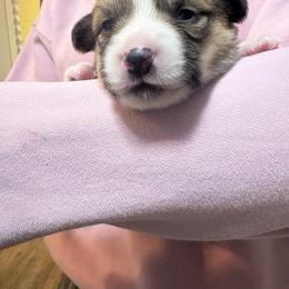 Mint collar - Sable male Pembroke Welsh Corgi puppy in Poulsbo, Washington from Central Valley kennel