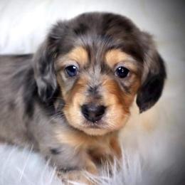 Dachshund Puppies from Bald Mountain Dachshunds