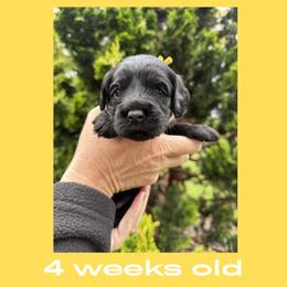 Phoebe - yellow collar - Black female Labradoodle puppy in Beavercreek, Oregon from Auburn Sky Labradoodles