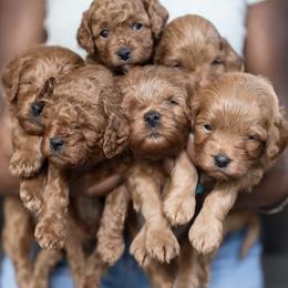 Cavapoo puppies from Birdie's Nest