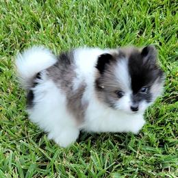 Pomeranians from Shaw's Sparkle Pom's