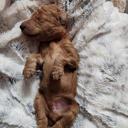 Kio - Red  male Poodle puppy in Spartanburg, South Carolina from Taya's Pups
