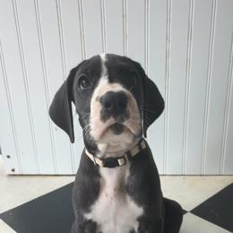 Great Danes from Luna's Danes