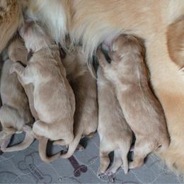 Tulip - Golden female Golden Retriever puppy in Paoli, Indiana from Rose n’ Thistle Farm