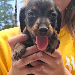 Buddy - Black and tan male Dachshund puppy in Oakman, Alabama from MEL Puppies