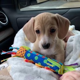 Dachshund Puppies from 4 Moore Ranch