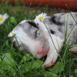 Border Collie Puppies from Team Reeves Ranch
