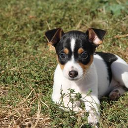 Rat Terrier Puppies from River Ridge Rat Terriers