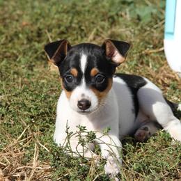 Rat Terrier Puppies from River Ridge Rat Terriers