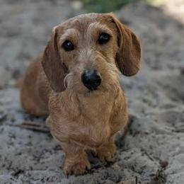 Waldo - Dachshund