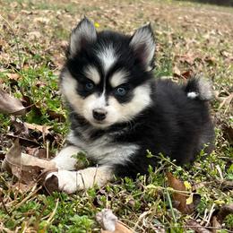 Daisy - Black and white female Pomsky puppy in Monroe, Georgia from Beastly Beauties Huskies & Pomskies