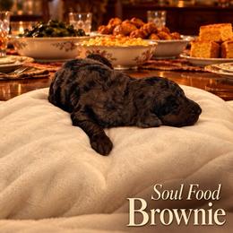 Soul Food - Merle female Goldendoodle puppy in Houston, Texas from Were The Mack'Doodles Mack’Poodles