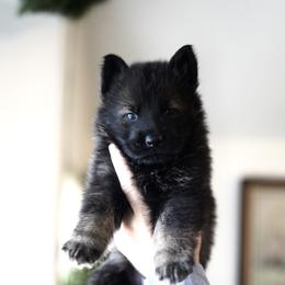Rogue - Sable male German Shepherd puppy in Coarsegold, California from Yosemite Shepherds