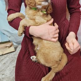 Goldendoodle Puppies from Goldendoodles from Goshen Blessings