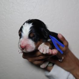 Lo'ak - Tri-color male Bernedoodle puppy in Palmetto Bay, Florida from SOMIDOODLES