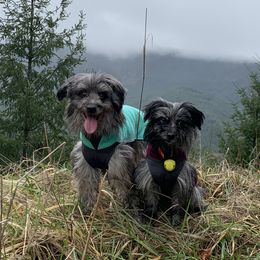 Pyrenean Shepherds from PYRWILD