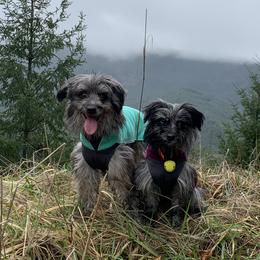Pyrenean Shepherds from PYRWILD