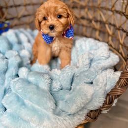 Dime - Red male Australian Labradoodle puppy in Calhoun, Louisiana from Arrowhead Australian Labradoodles