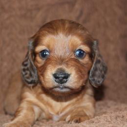 Poppy - Dapple female Dachshund puppy in Stockton, California from Wiggles & Wags Dachshund's