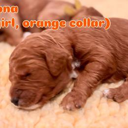 Orange - Red  female Goldendoodle puppy in Guntersville, Alabama from Carefree Goldendoodles