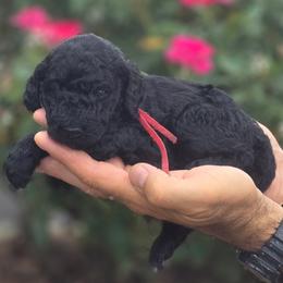 (Great Smoky Mountain) Smoky - Black male Goldendoodle puppy in Granite Falls, North Carolina from Carolina Goldendoodles