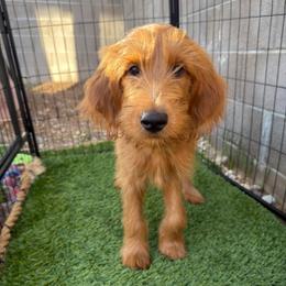 Chanel - Red  female Goldendoodle puppy in Las Vegas, Nevada from Puppies of the West