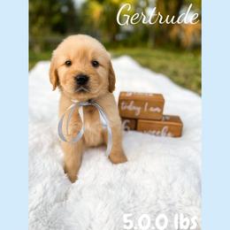 Golden Retriever Puppies from All shades Golden