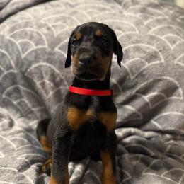 Boy 2 - Black and rust male Doberman Pinscher puppy in Lake City, Florida from Paintedcrazy Doberman Pinchers