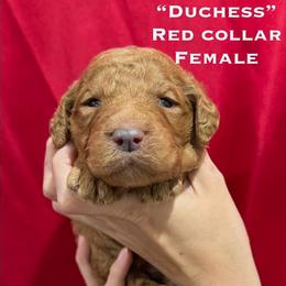 Duchess - Apricot female Poodle puppy in St. Johnsbury, Vermont from Poodles of the Northern Woods