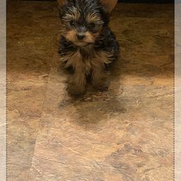 Shih Tzu and Yorkshire Terrier Puppies from Empire Yorkies