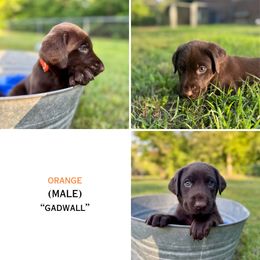 Orange (Gadwal) - Chocolate male Labrador Retriever puppy in Elizabeth City, North Carolina from Duck Dog Ranch
