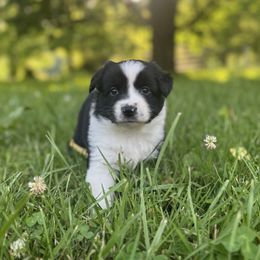 Inky - Black & white female Miniature Australian Shepherd puppy in Stuart, Virginia from Apple Tree Mini Aussies