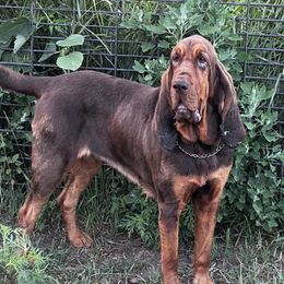 Mabel - Bloodhound