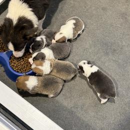 American Corgi and Pembroke Welsh Corgi Puppies from Coastal country Farms