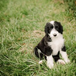 Sheepadoodle Puppies from Life Unleashed Farm