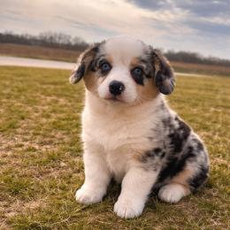 Girl 1 - Blue merle and white female American Corgi puppy in Payson, Illinois from Creek Farm Corgis