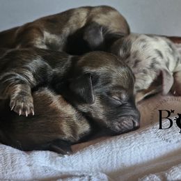 Dachshund Puppies from Brooke's Darling Dachshunds