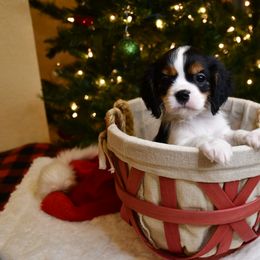 Australian Shepherd, Cavalier King Charles Spaniel, and Cavapoo Puppies from Dogwood & Sassafras Companions