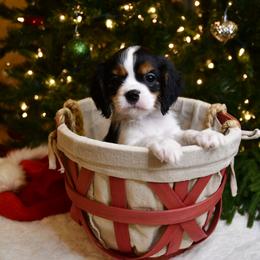 Australian Shepherd, Cavalier King Charles Spaniel, and Cavapoo Puppies from Dogwood & Sassafras Companions