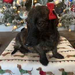 Clover - Dachshund