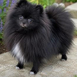 Cynder - Black female Pomeranian puppy in California from T & D Dream Poms