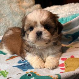 COOPER - Gold and white male Shih Tzu puppy in Kamilche, Washington from Serendipity Shih tzu