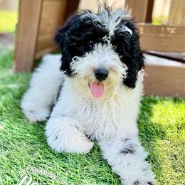 MooMoo - Parti female Goldendoodle puppy in Naples, Florida from Paradise Coast Doodles