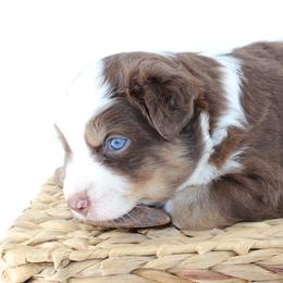 Dallas - Red tri-color male Australian Shepherd puppy in Plantersville, Texas from Jak Se Auss