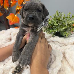 Black collar Male - Gray brindle male Cane Corso puppy in St. Augustine, Florida from RG2 Cane Corsos
