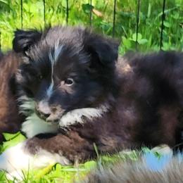 Zach - Black and white male Shetland Sheepdog puppy in Weedsport, New York from M&M Shelties and Smooch-A-Bulls English Bulldogs