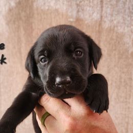 Black 1 - Black male Labrador Retriever puppy in Hebron, Kentucky from Top Notches Labrador Retrievers