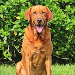 Havanese and Labrador Retrievers from Joyful Havanese Puppies