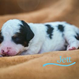 Jett - Black and white male Bernedoodle puppy in Stuart, Oklahoma from G Ridge Kennels