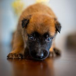 Liberty - Fawn female Belgian Malinois puppy in Lincoln, Nebraska from Nebraska K9